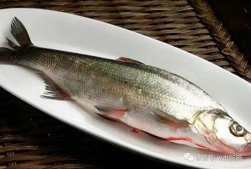 吃八瓜鱼视频大全,视频大全带你领略风味佳肴