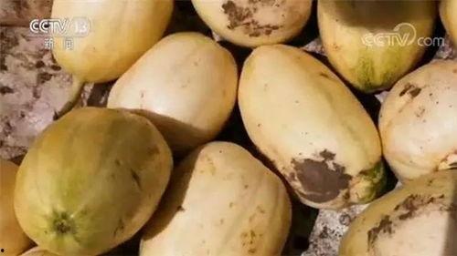 中卫违停吃瓜视频,网友热议街头“吃瓜”瞬间