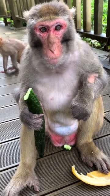 女吃瓜像猴子视频大全,视频大全里的猴子式吃瓜瞬间