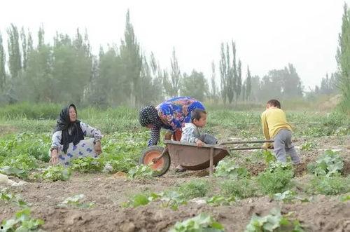 河石坝吃瓜群众视频播放,揭秘视频背后的热门话题与热议焦点
