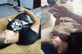 牛回头吃瓜视频,揭秘网络热梗背后的趣味与思考