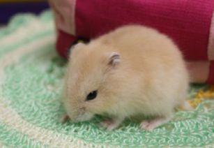 仓鼠可以吃果瓜糖吗视频,仓鼠的甜蜜诱惑与注意事项