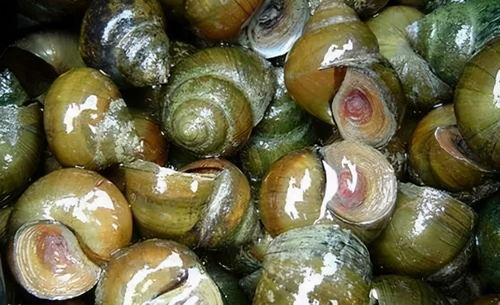 刘大瓜吃烤田螺视频,辣味十足，网友直呼过瘾！