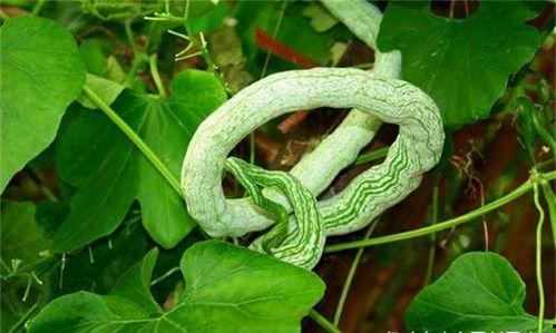 吃蛇瓜外国小哥视频,惊险刺激的味蕾冒险之旅