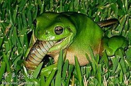 吃瓜青蛙视频,揭秘娱乐圈幕后故事