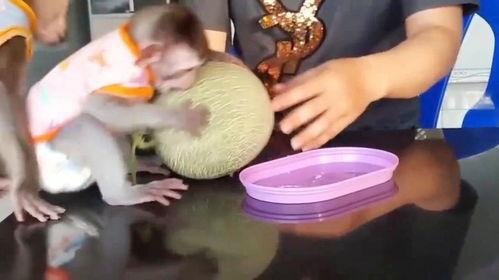猴子吃哈密瓜的视频,猴子大快朵颐哈密瓜欢乐瞬间