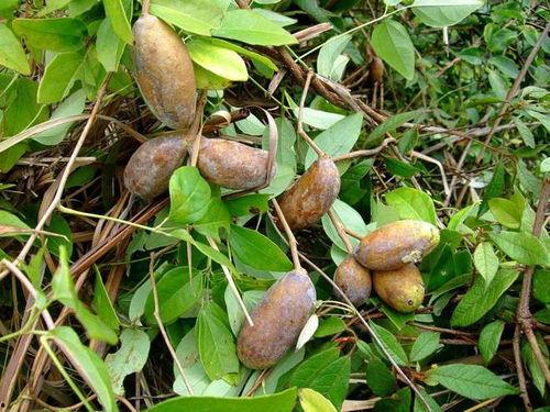 八月瓜在山上吃的视频