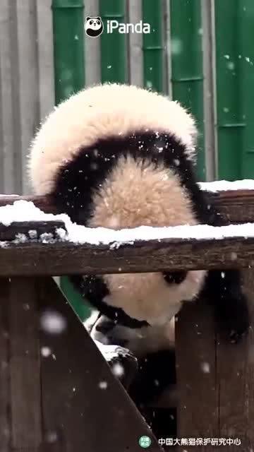 吃瓜小熊模仿视频,趣味横生的搞笑瞬间