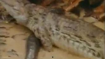 搞笑鳄鱼吃瓜视频,吃瓜视频笑翻网友