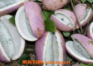 外地人吃八月瓜视频,体验独特地方美食