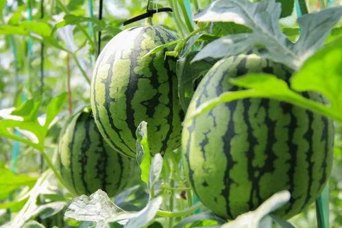 西瓜群众吃瓜视频仿真,夏日狂欢，甜蜜瞬间尽收眼底