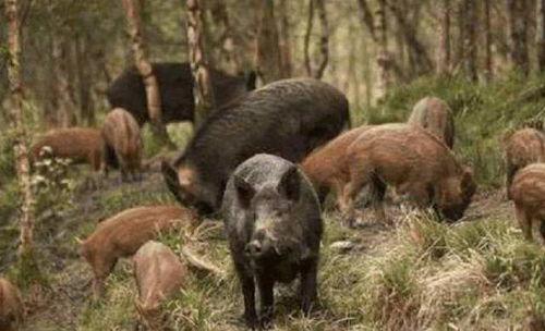 野猪吃佛手瓜会死吗视频,揭秘生死之谜