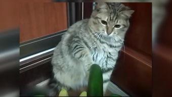 面瓜小猫可以吃吗视频大全,揭秘猫咪专属美食视频大全