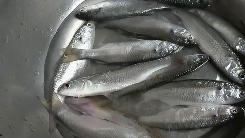 星野光头鱼哥吃瓜视频