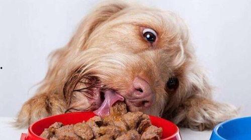 狗吃瓜被误伤视频播放,狗狗误食瓜果意外受伤，网友热议宠物安全